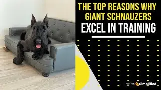 The Top Reasons Why Royal Giant Schnauzers Excel in Training