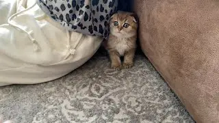 Состав нашей семьи пополнился / Шотландская вислоухая кошка