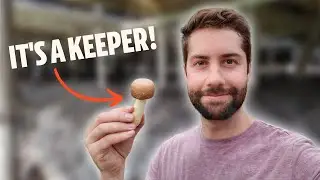 7 Special Mushrooms I Had To Save Forever