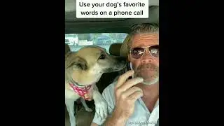 Prank for doggo #shorts #cute #dogs #funnyanimals