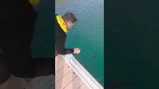 ELLE BALIK YAKALADIK