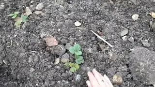 ОБЗОР ПОСАДОК С КЛУБНИКОЙ  В НОЯБРЕ. 🍓🍓КАК ПОДГОТОВИТЬ КЛУБНИКУ К ЗИМЕ.🍓🍓 ОТВЕТЫ НА ВОПРОСЫ .