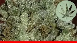 Grape Ape - All About This Strain