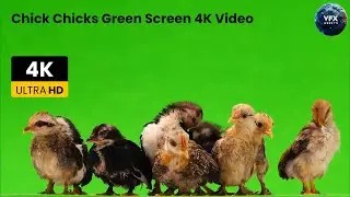 Chick Chicks Green Screen 4K Video #greenscreen  #chicken #chicks #hen #videoediting #viralvideo
