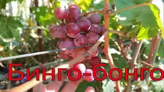 Бинго-бонго