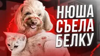 НЮША СЬЕЛА БЕЛКУ?