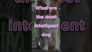 What are the most intelligent dog breeds? 🐶🤫🐶 || #dog #rottweiler #doglover
