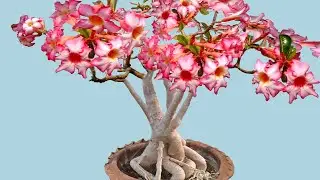 How to Repot a Full Grown Adenium Plant for More Flowers (updated)