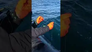 Подарок со дна морского #рыбалка #fishing #fish #рыба #trout