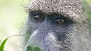 Tracking wild YELLOW BABOONS in Mikumi National Park - Tanzania