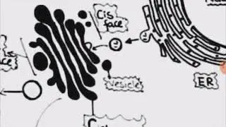 Lecture 3: Cell the unit of life (Part 3)