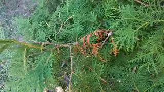 Разговор с природой.Александр Пикич.