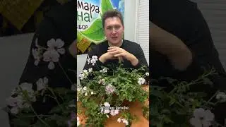 Как ухаживать за геранью | Герань Щитовидная