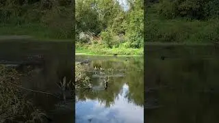Плавают как бобры😂Ох и муляка🤷‍♂️ 