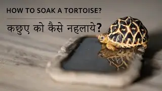 How to soak a Tortoise | कछुए को कैसे नहलाये? | Tortoise bathing - Detailed video