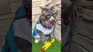 У меня без сдачи 🤷 Тик Ток приколы и смешные животные