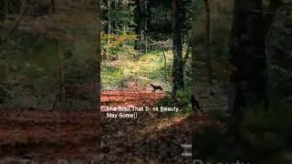#aftereffects