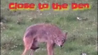 CLOSE TO THE COYOTE DEN!!!