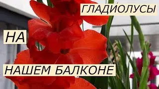 Как и где хранить гладиолусы зимой?