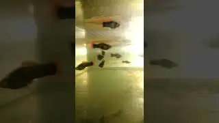 Меченосец чёрный