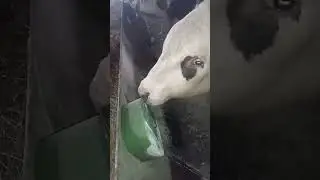 Креативный подход нашего покупателя для крепления лизунцов от АСКОР#аскор #лимисол #соль_лизунец