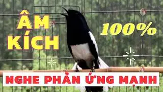 Choè than hót đấu giọng rừng CỰC SUNG!..+ Chòe Than Hót Giọng Rừng Kích Bổi Căng Lửa hót | choe than