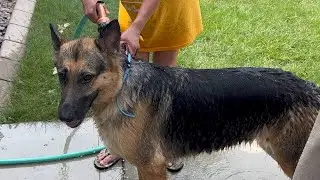 German Shepherd  she got a shower today