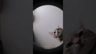 Люся танцует #dance #cat