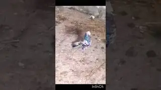 #армянский мраморный голубь #pigeon 🇦🇲✌️