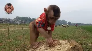Baby monkey Miki also met a goat while playing in the field #mokimonkey #adorable #bayimonyet