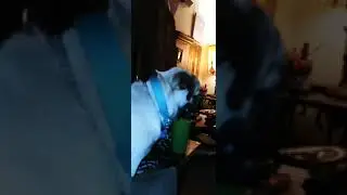 Dukky the Pug vs Vaccuum Cleaner
