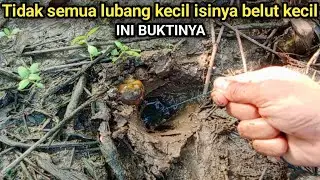Mancing belut disawah dan diparit dapat belut besar