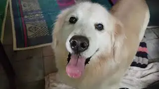 Lovely Dogs 