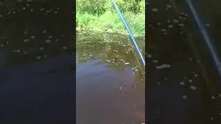 Лобастый 