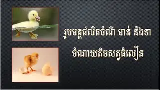រូបមន្តផលិតចំណីមាន់ទាចំណាយតិចសត្វធំលឿន How to produce chicken and duck feed