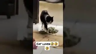 #cat #catlover #video#viral #animals #dog