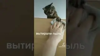 уборка с кошкой