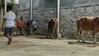 Tingkah Laku Hewan Sapi Qurban Sebelum Disembeli. || Idul Adha 2023