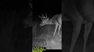 Descent Buck all cleaned up #deer #2024 #new #september #bucks #whitetaildeer #trailcam #nature