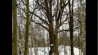 окрестности Гдо,Дембельский Дуб , БОО 1ТА