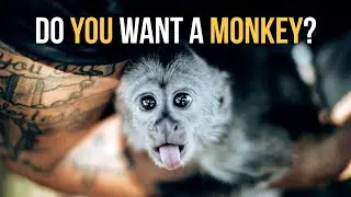 Monkeys are not Pets!  - Dean Schneider