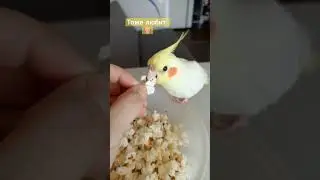 большая мисочка 😂#корелла