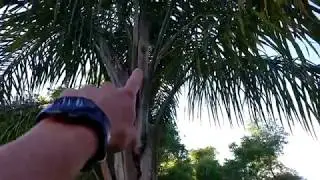 Spring Season Palms update