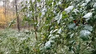 Первый снег!🌿🌨