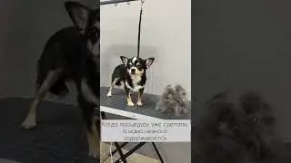Чихуахуа Фёкла