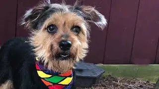 Humane Society of the United States | Dogs for adoption | Animal Welfare Association Voorhees NJ