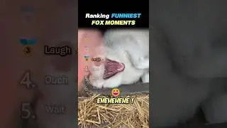Ranking FUNNIEST FOX MOMENTS Core Moments!! 😂🦊