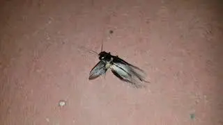 Cricket