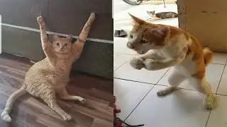 Compilation Funny Cat Moments 😹 Try not to Laugh Challenge 🤣 Best of Funny Cat Videos 😂 #17