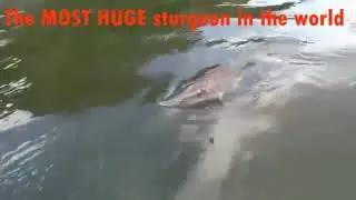 THE MOST HUGE sturgeon in the world